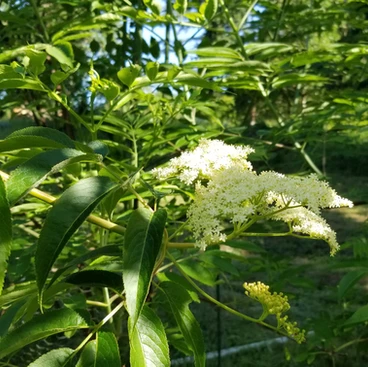 The latest health research on elderberries