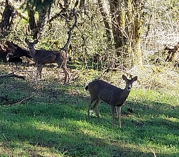 The Deer at Elderberry Wisdom Farm