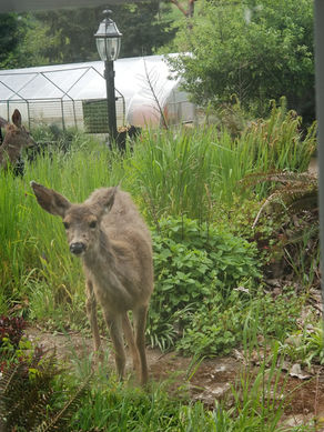 Autumn at Elderberry Wisdom Farm