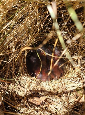 Renee’s Encounter in the Native Plant Nursery