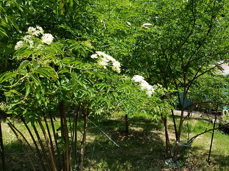 Celebrating Blue Elderberry